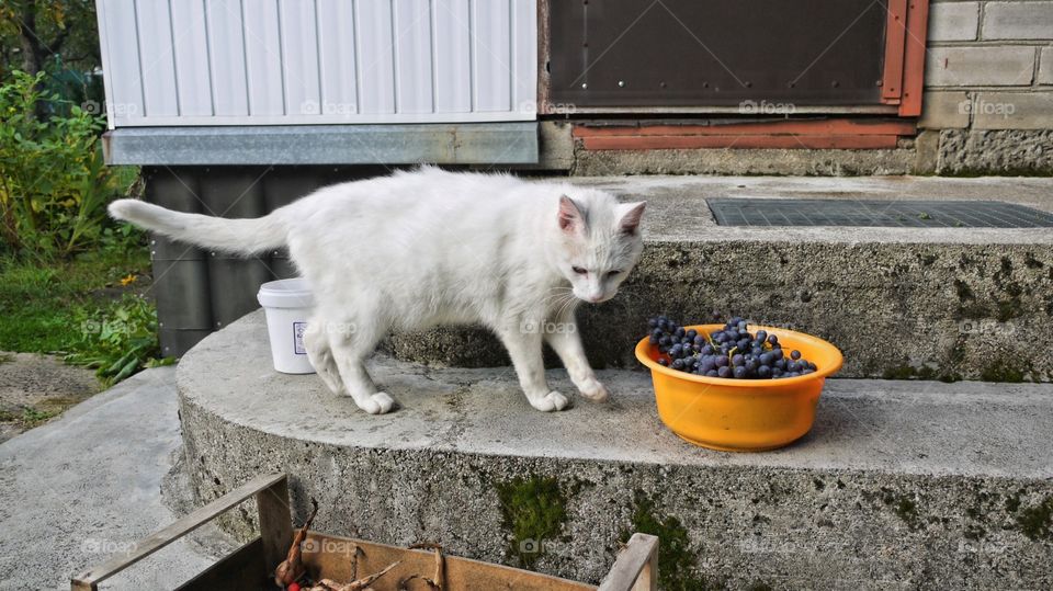 the owner of the garden