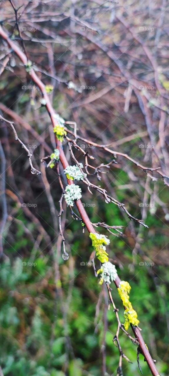 apsamanojus šakelė