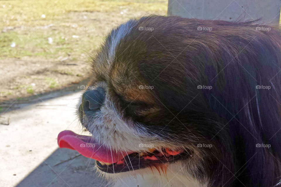 pekingese smiling with eyes closed