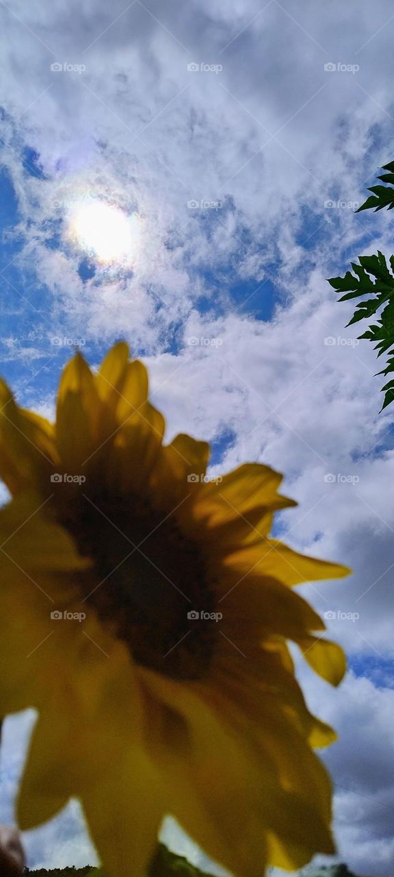 giant yellow sky sunflower