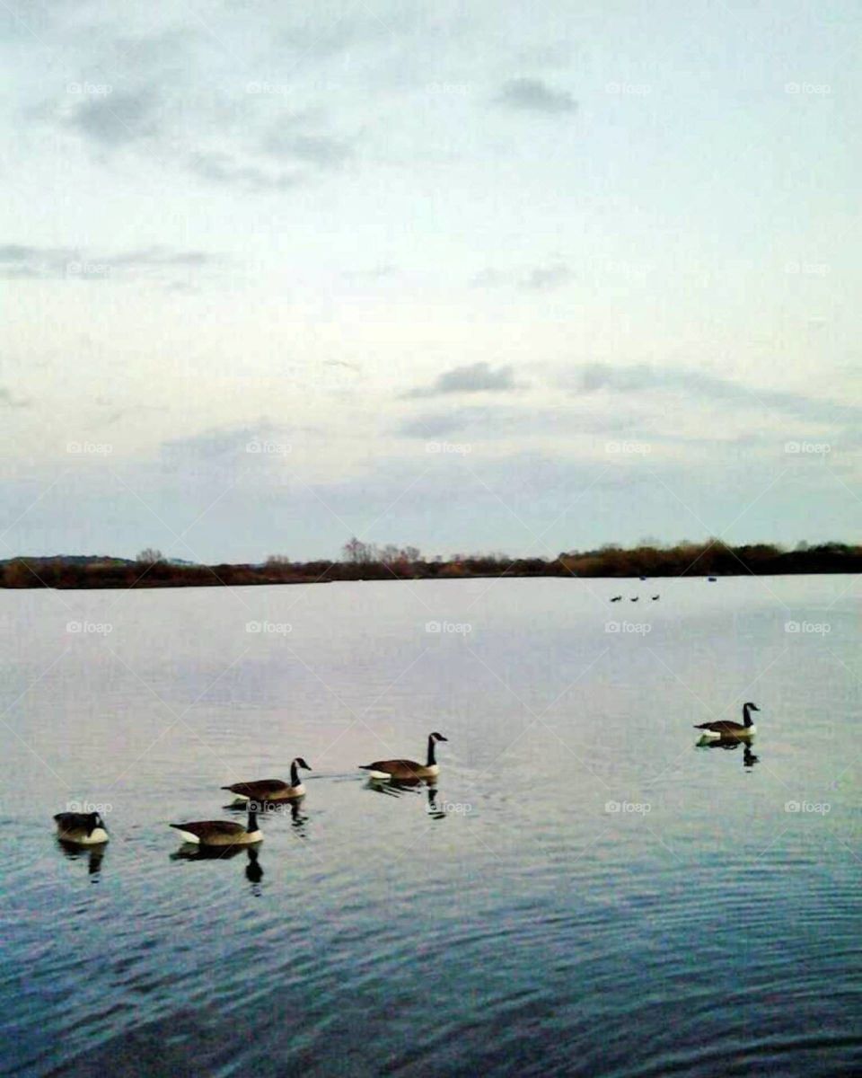 Ducks at Hainault forest country park, England