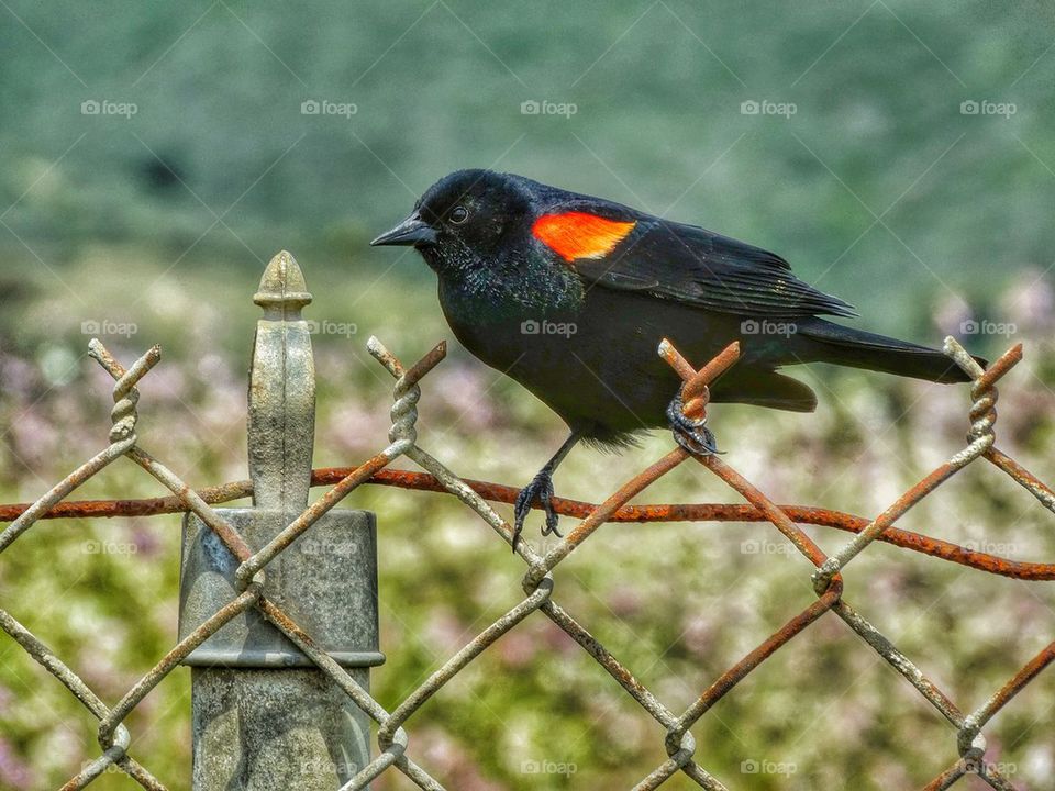 Colorful red winged blackbird