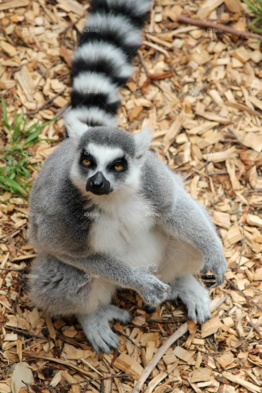 Lemur