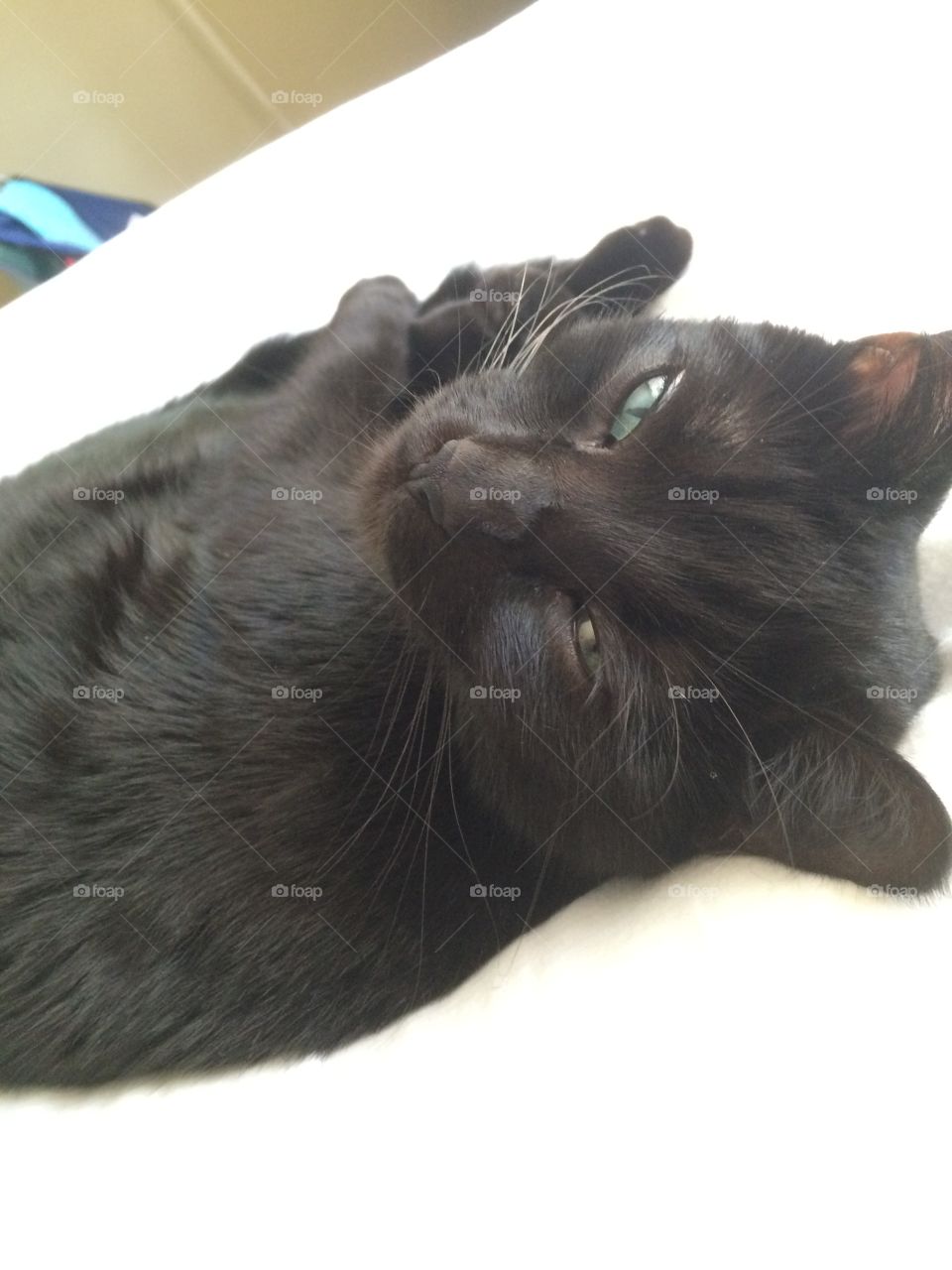 Sleeping beautiful black cat. 