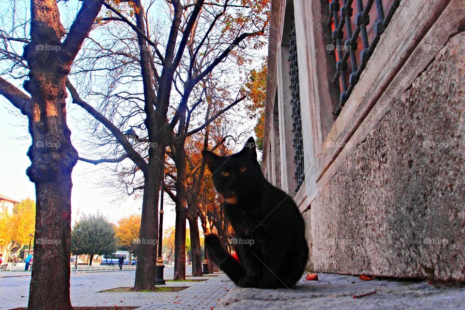 black beauty. friendly cat in Istanbul