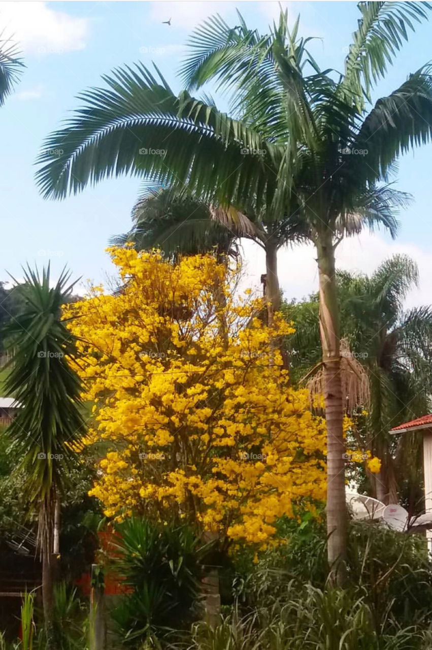 Nature calls in Brazil zone