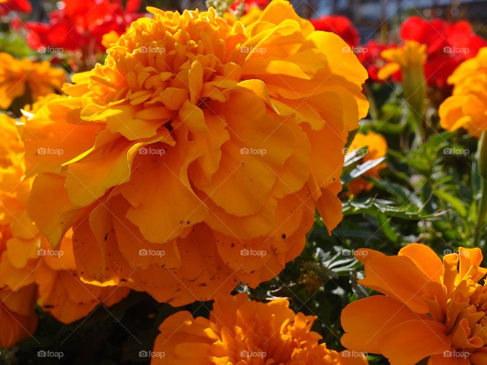 Yellow marigolds and red germaniums in a beautifully landscaped garden on a sunny summer day. 