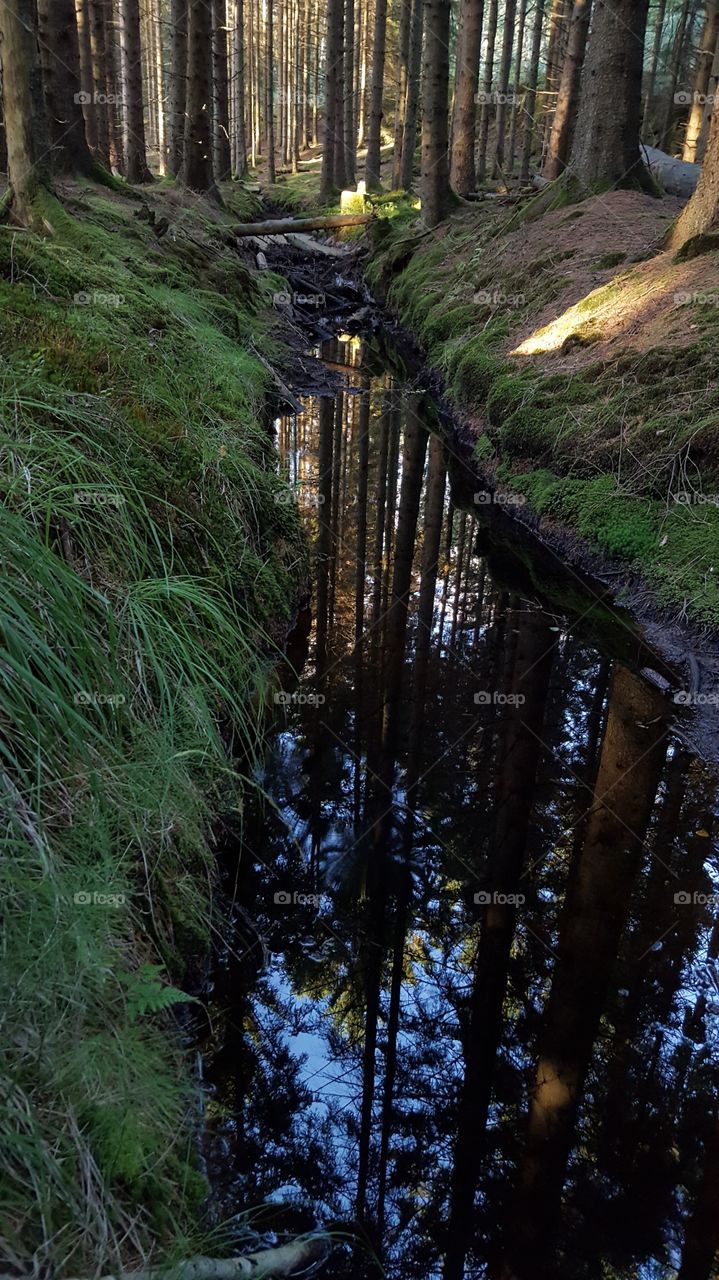 Forest reflections in creek 