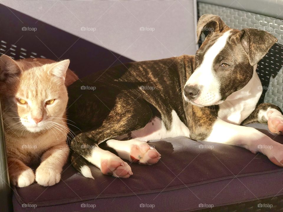 Cat and dog love 