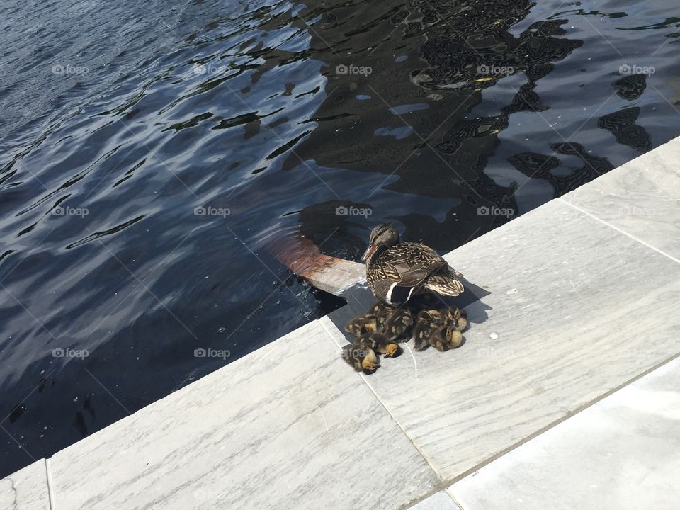 No Person, Bird, Water, Winter, Snow