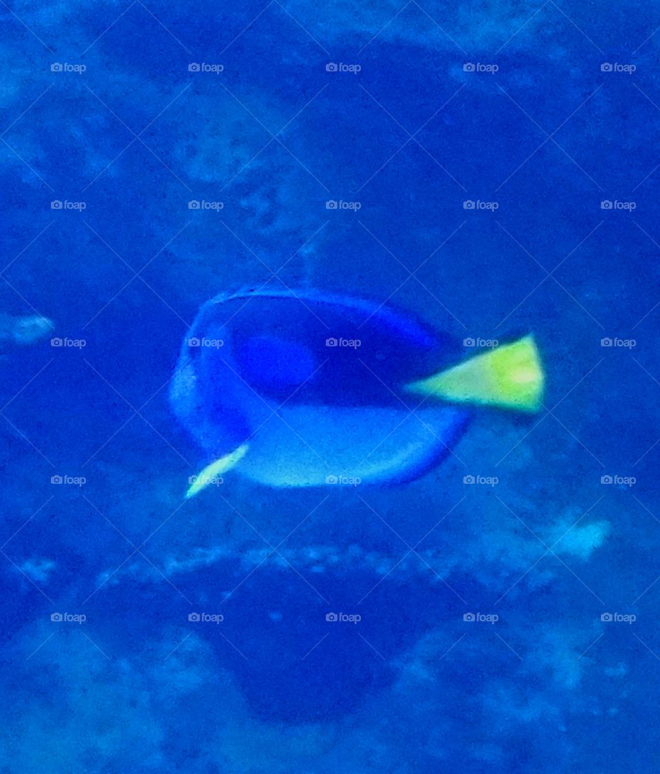 Dory Blue Tang
