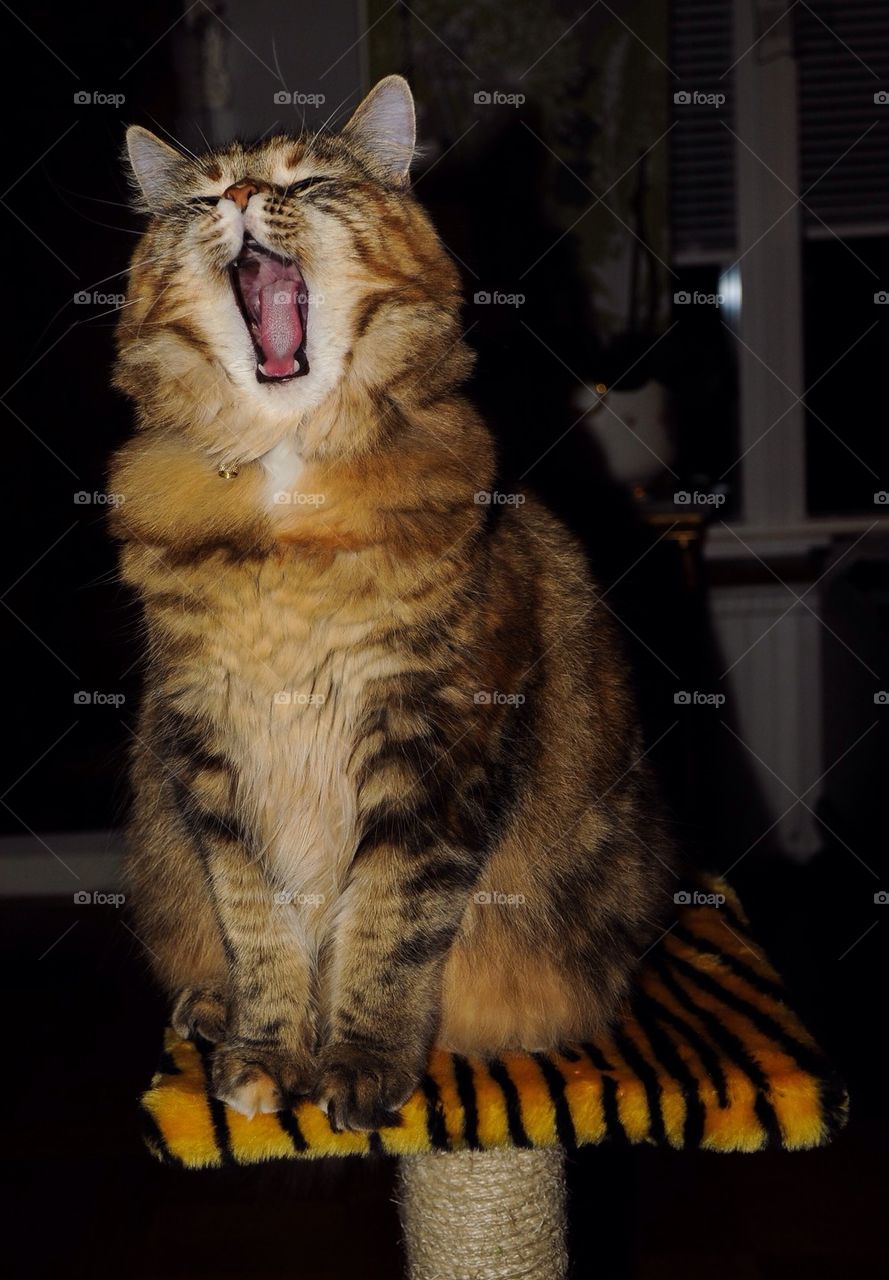 Yawning cat