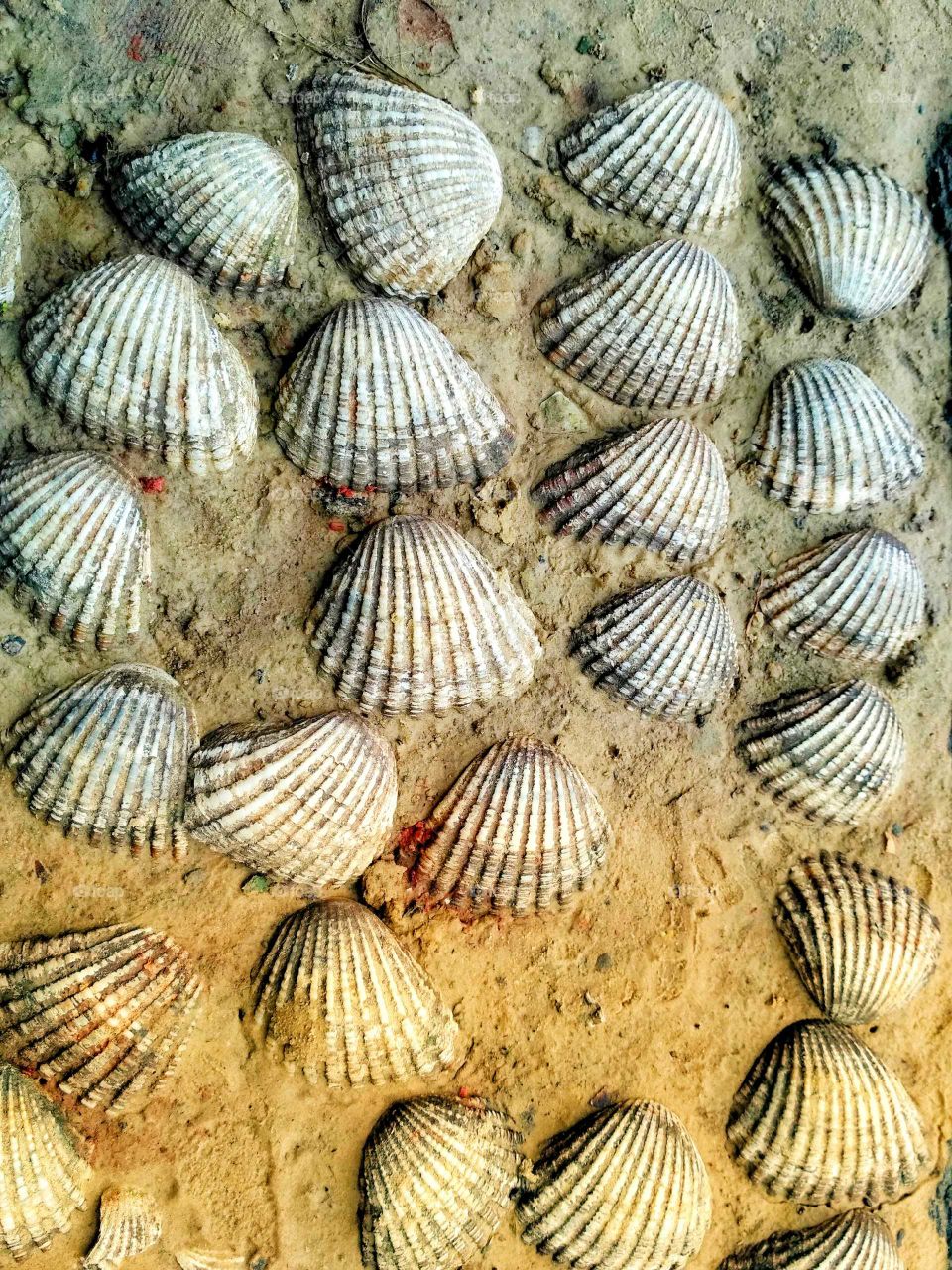 The Shells