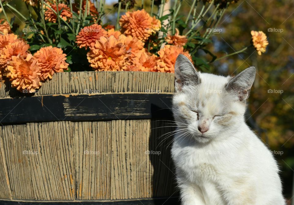 kitten sitting by a pot of orange mums.