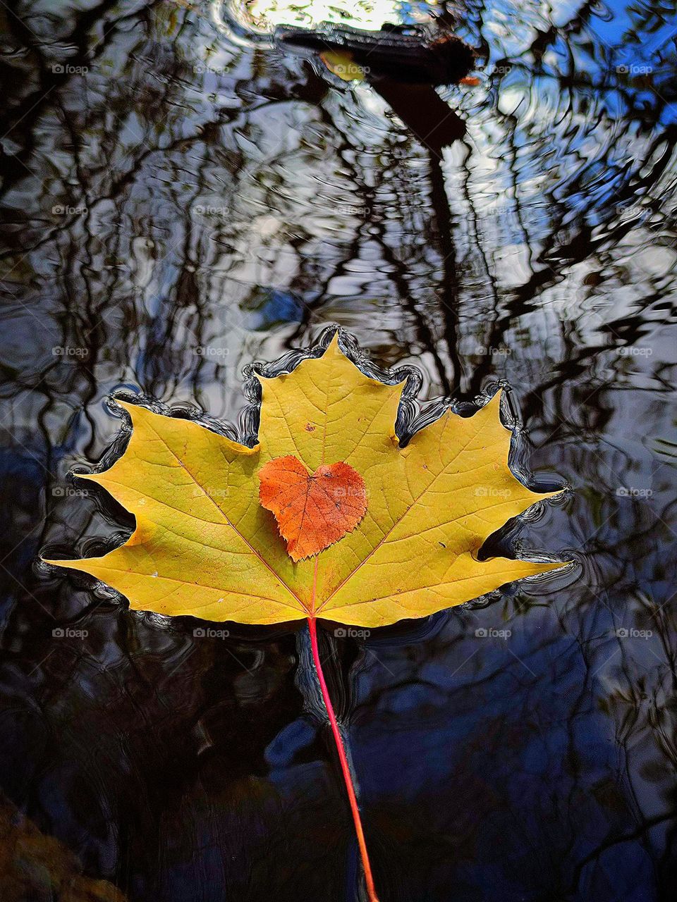Autumn. On a yellow maple leaf lies a red linden leaf in the shape of a heart. Leaves float on the surface of the water, from which trees, sky and clouds are reflected