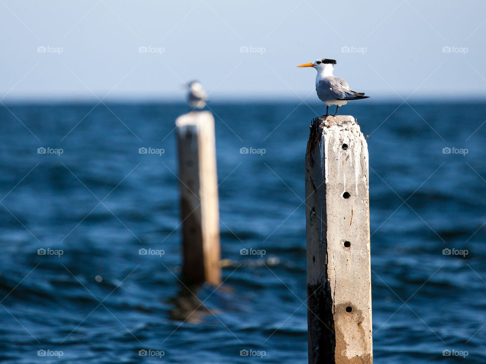 thailand is full of many tropical birds