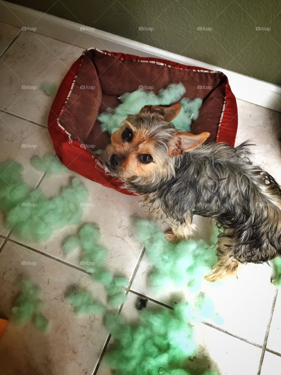 Bad dog!. Puppy bored at home all day