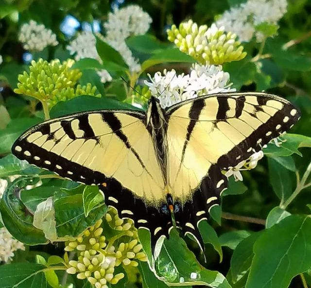 Butterfly (Swallowtail)