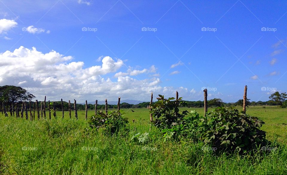 Lush green landscape