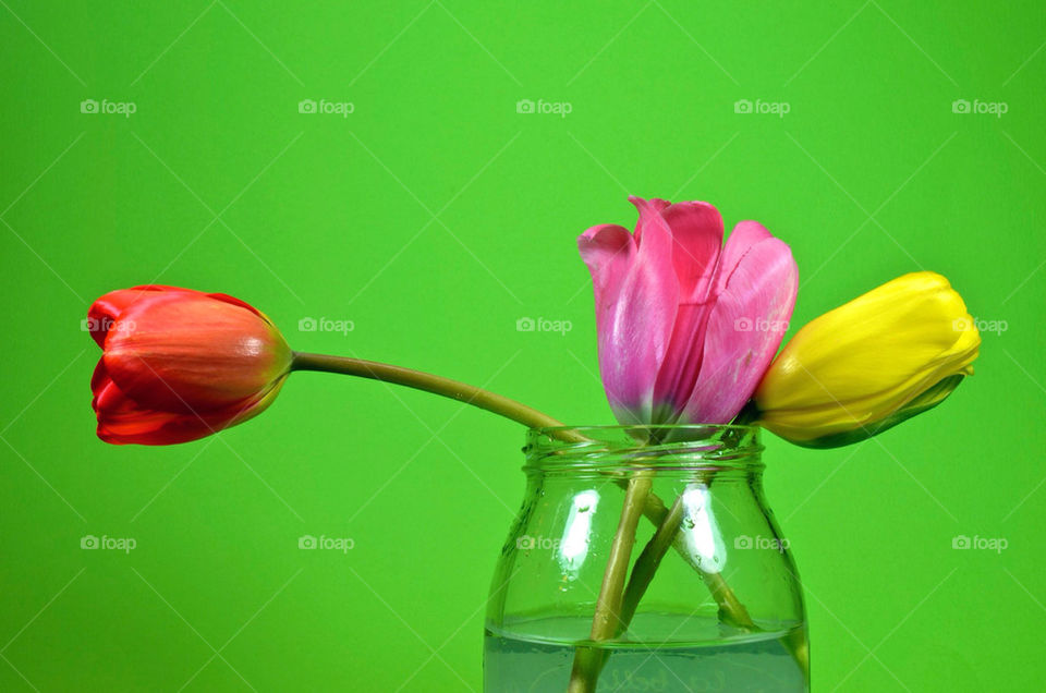 flowers colors tulip by albertobaldelli