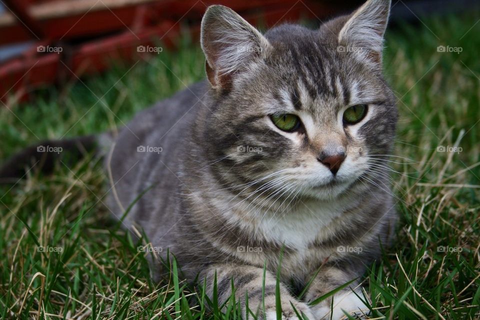 Close-up of kitten