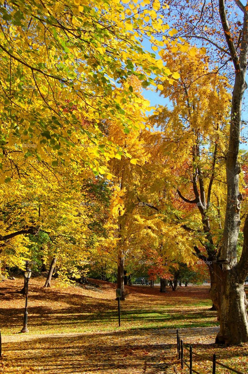 Trees. Colores ocres en otoño en central park de manhattan. 