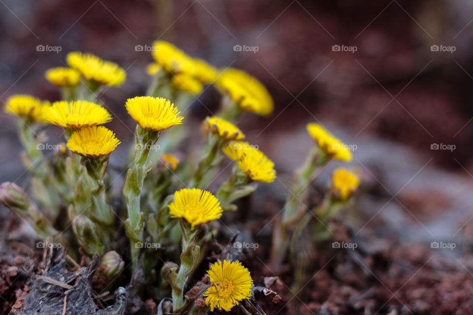 First spring flowers