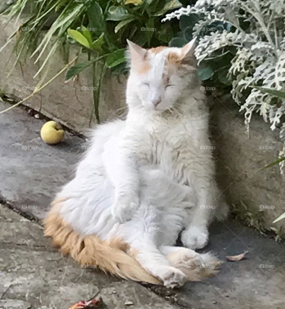 This white cat is having a moment of meditation in the garden.