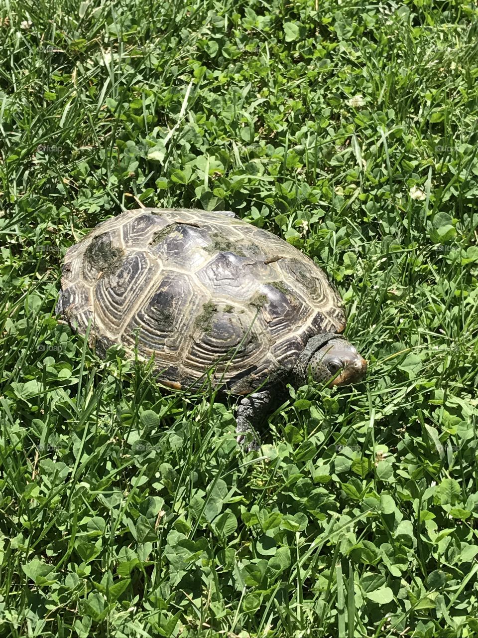 Turtle 