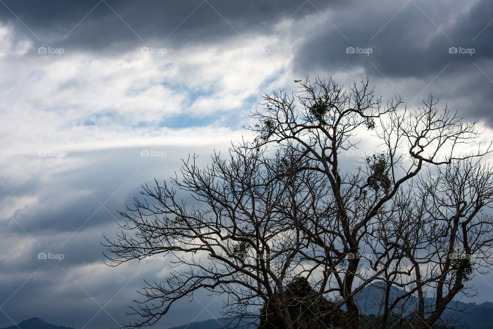 The beauty of the sky with clouds and tree.