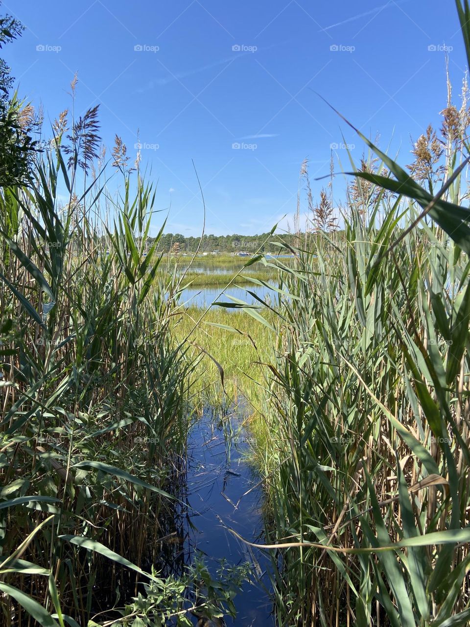 Looking out at the wetlands and bay at Cattus Island County Park in Toms River, NJ through an opening in the dense vegetation at the edge of neighboring woods. This place has an amazing diversity of plants, wildlife, land, trees, and water.