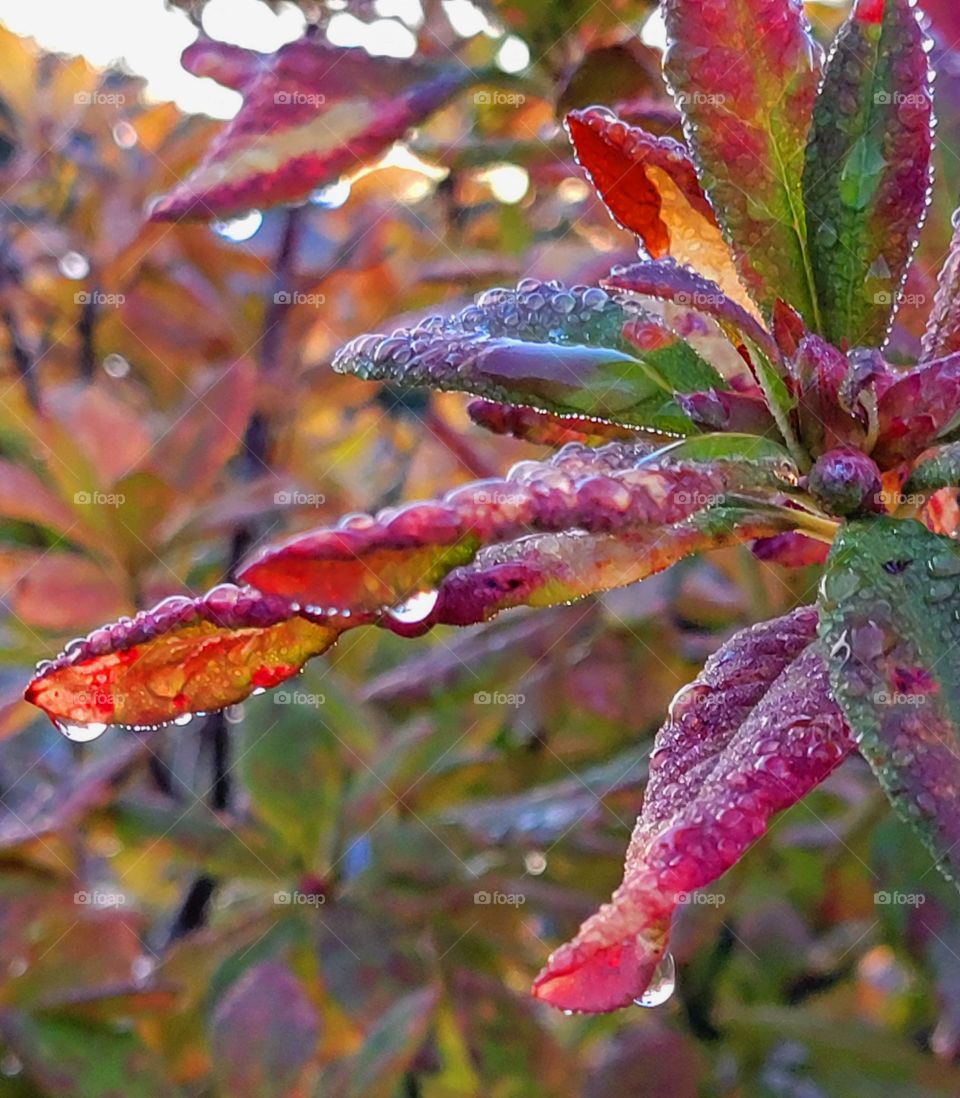 rainy days in the garden