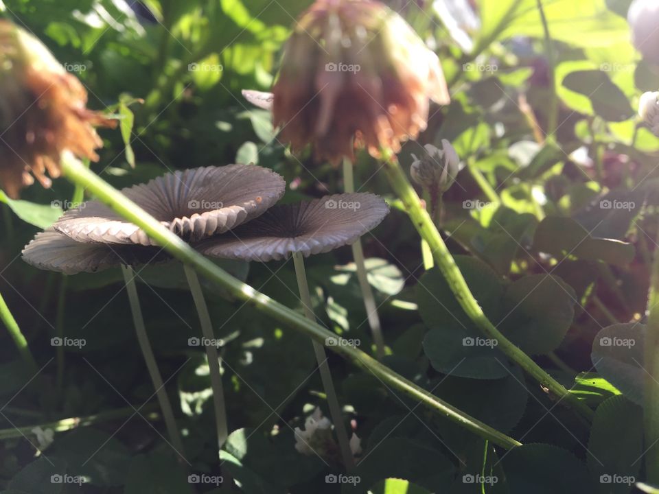 Mushrooms, flowers, & leaves oh my!