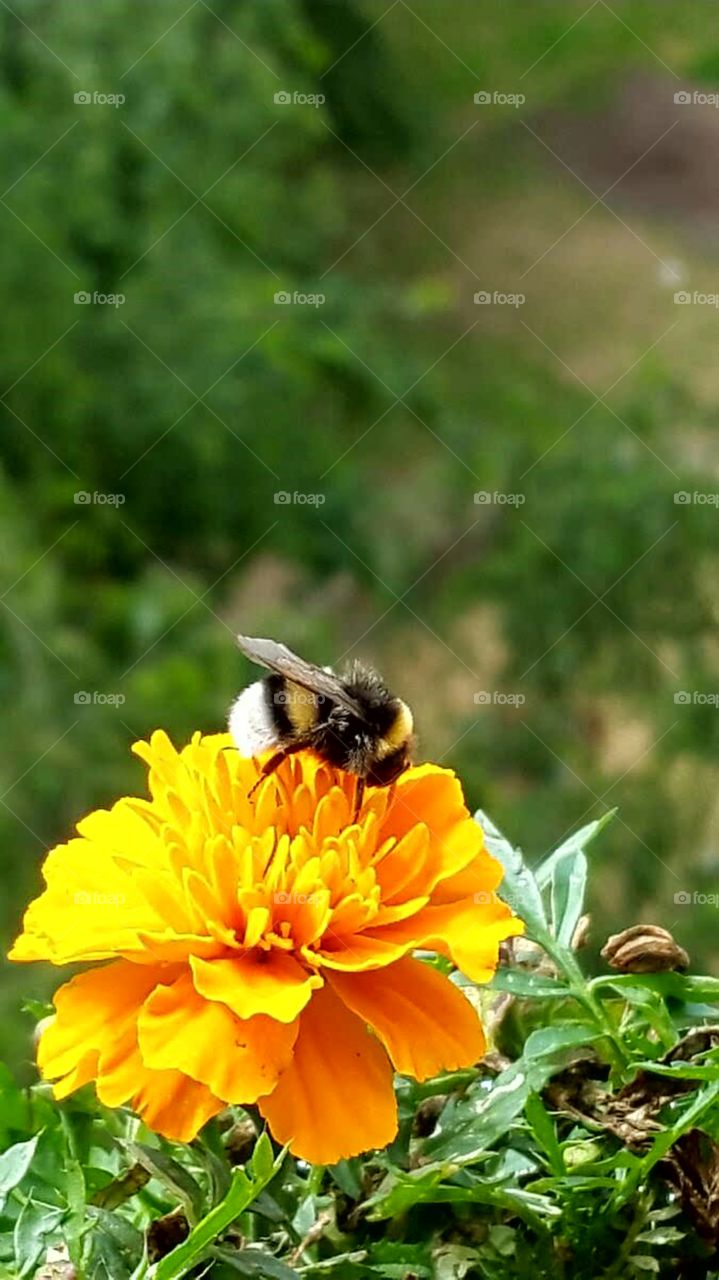 Hummel und die Blume💜