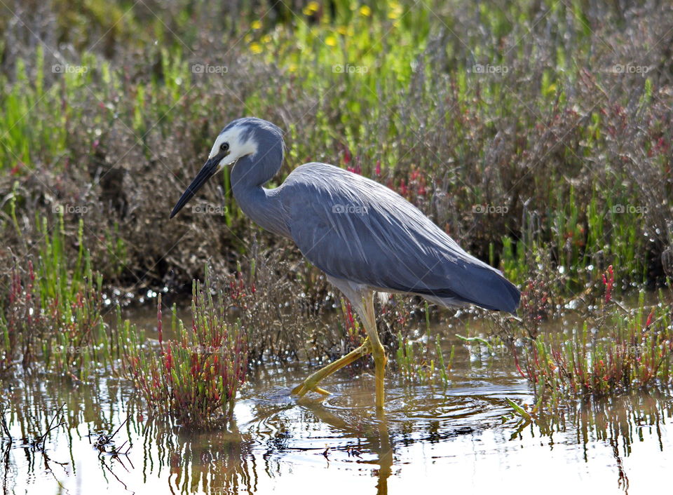 White-faced heron