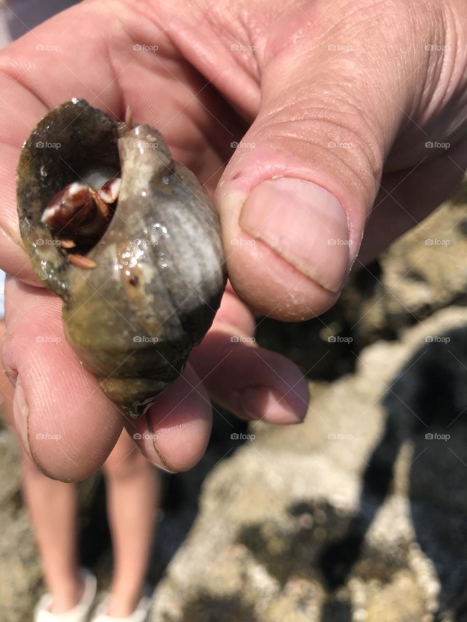 Hermit crab closeup 