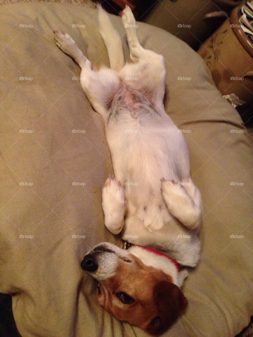 Scratch my belly