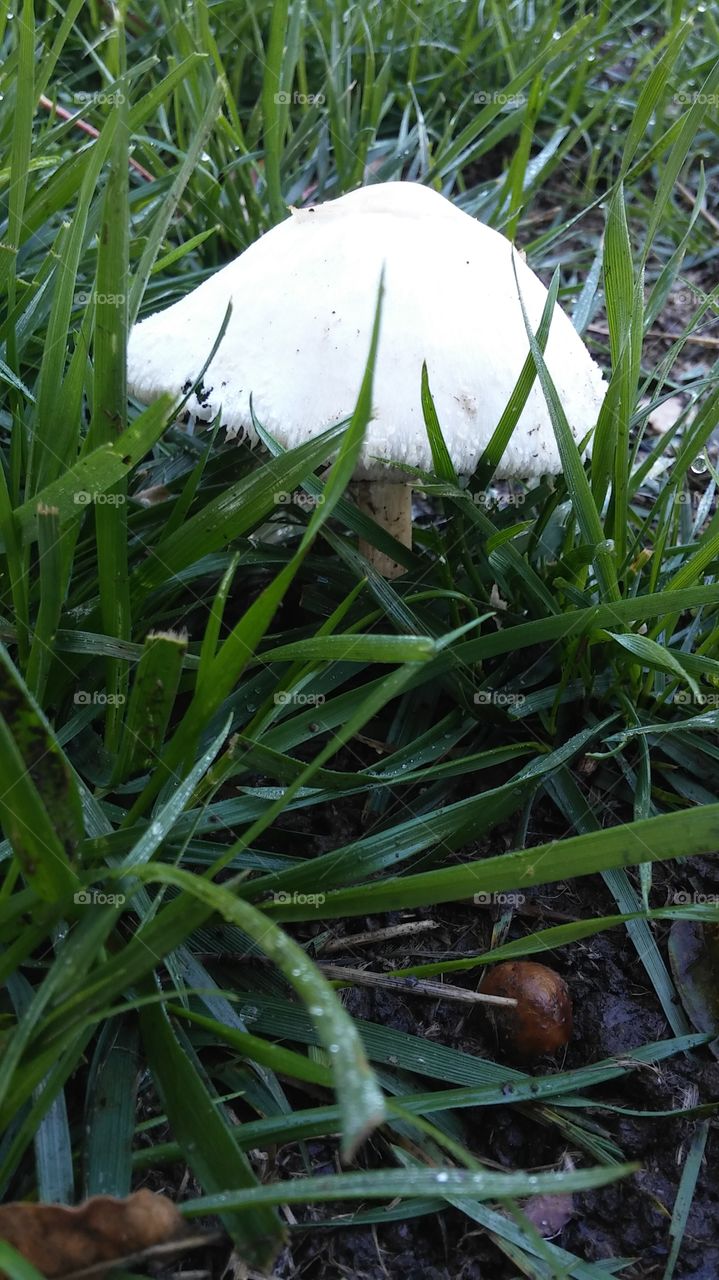 mushroom grass