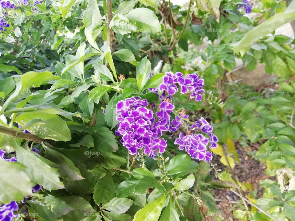 Flowers : Being with nature makes me feel refreshed