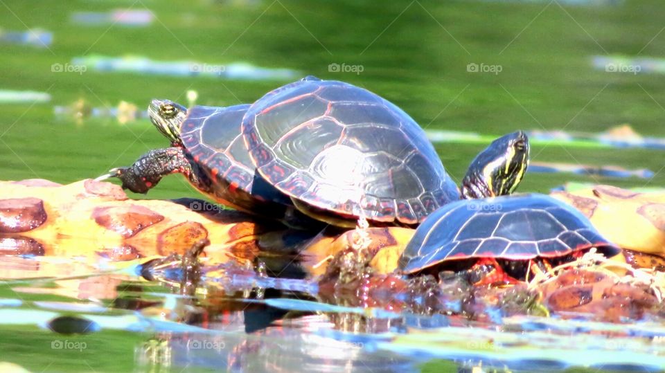 Painted Turtles Sunbathing