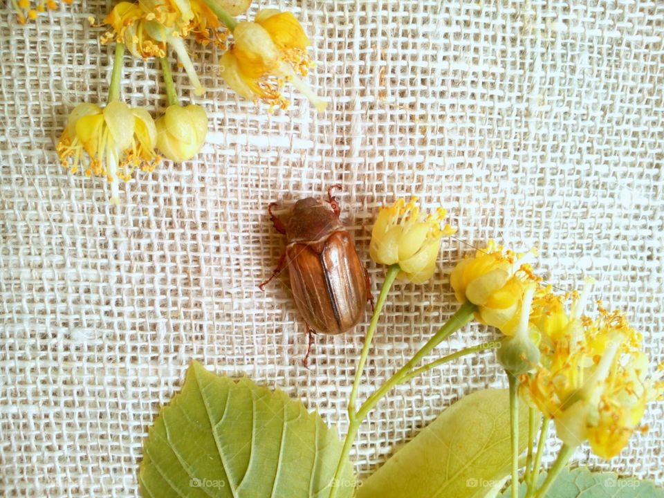 Desktop, Closeup, Leaf, Nature, Flora