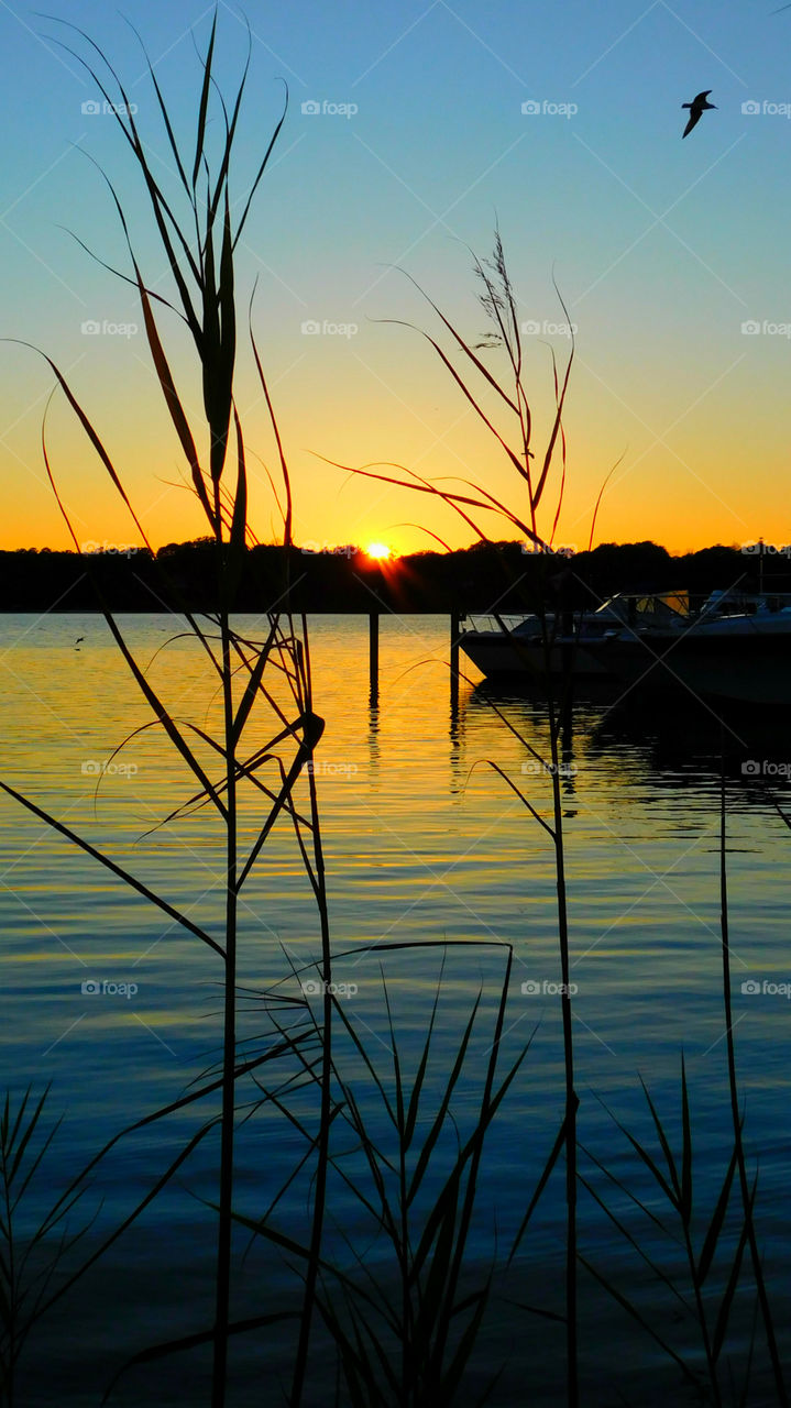 Silhouette of plant at sunset