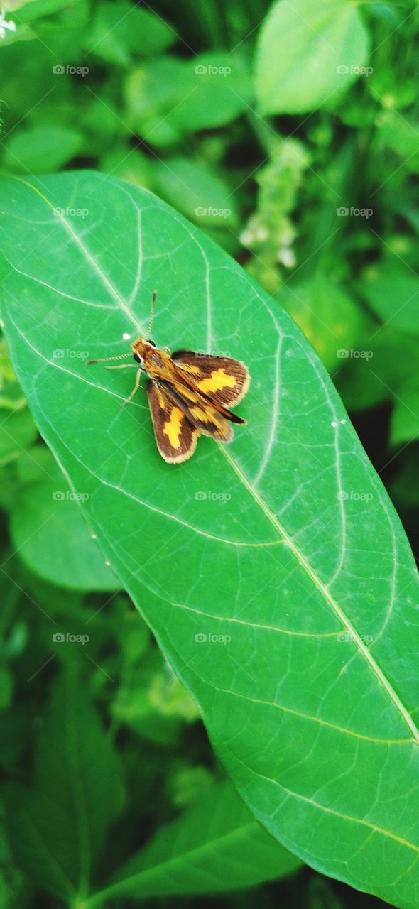 Potanthus omaha commonly known as the little arrow is a species of skipper butterfly.