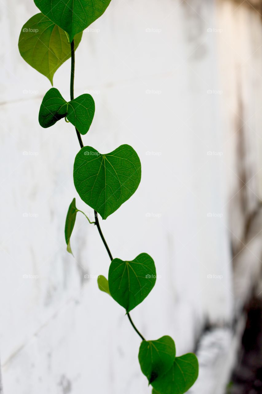 Heart tree at my home