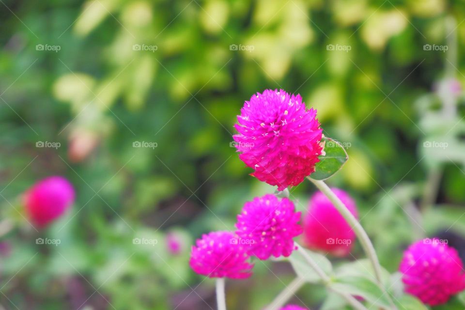 A small, small pink flower with a raised flower stalk.