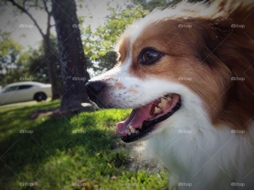 Closeup Papillion