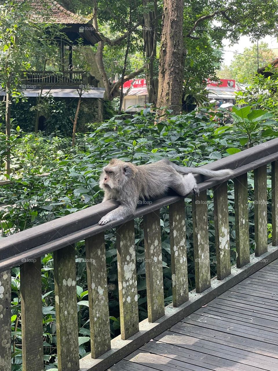 Being tired, a monkey find the best place to relax