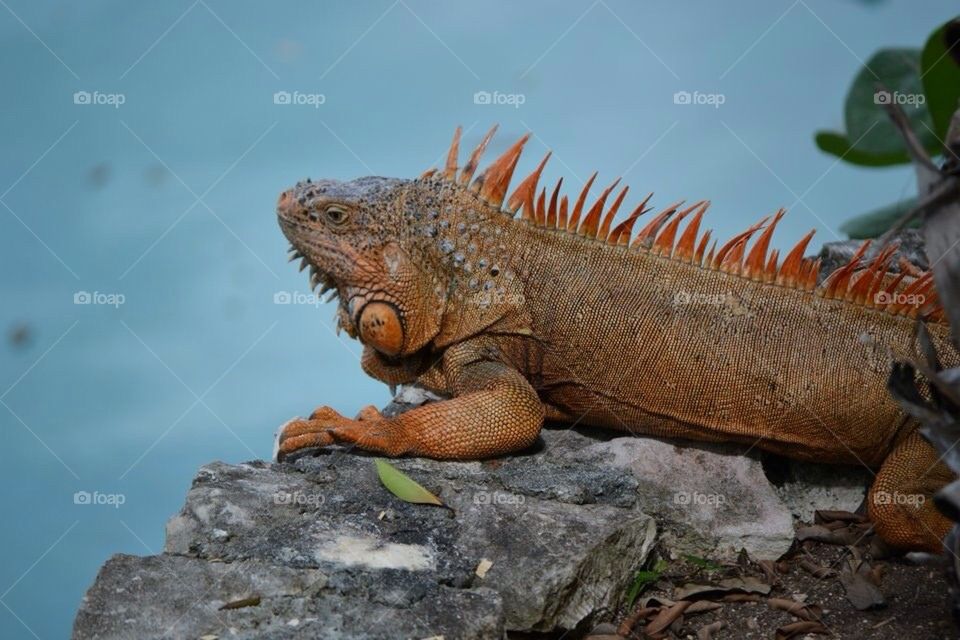 Red iguana