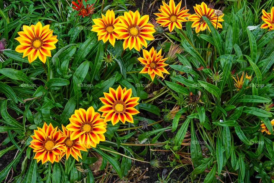 Yellow and red Gazania flowerbed seen from above.