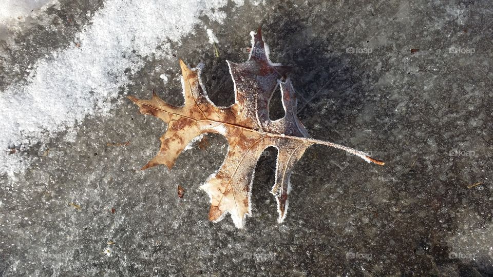 one cold leaf. caught this on a winter walk